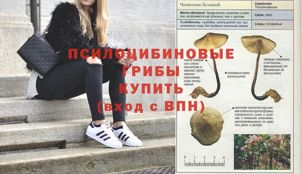 стаф Михайловск